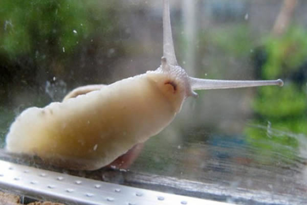 英国肯特郡一只蜗牛爬在窗户上避雨