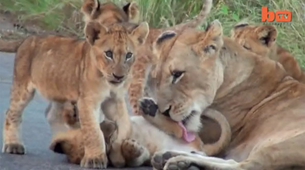 һȺʨ�Ӱ�ռ�Ϸ�Ұ����԰��Ψһһ������·��ɹ������