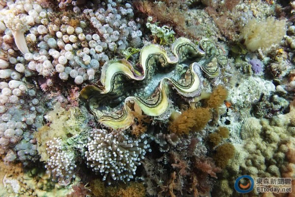 �����������̵�ɺ������������������䣬�̵������ǳ�ʮ�幫���������ᱴ��