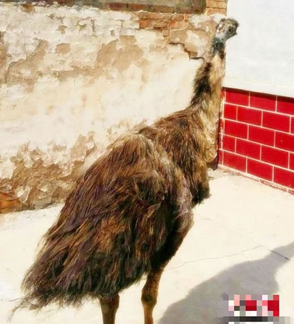 澳洲鸵鸟鸸鹋擅长奔跑