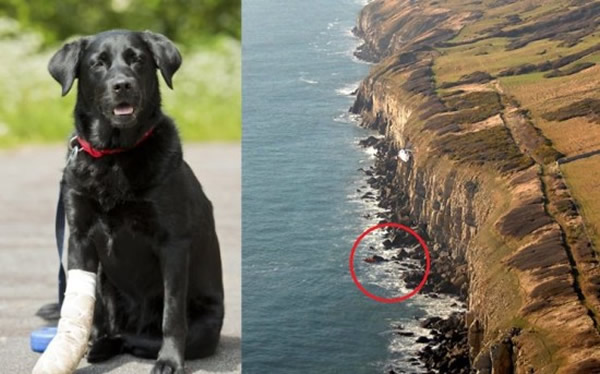 Ӣ�������ؿ�һֻ��������Ȯ����100�ո����´��Ѳ���