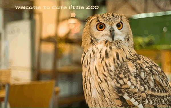 日本出现许多可以与动物实现“亲密接触”的咖啡店