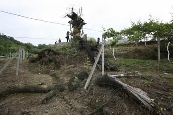 四川成都都江堰一颗千年古青冈树死亡