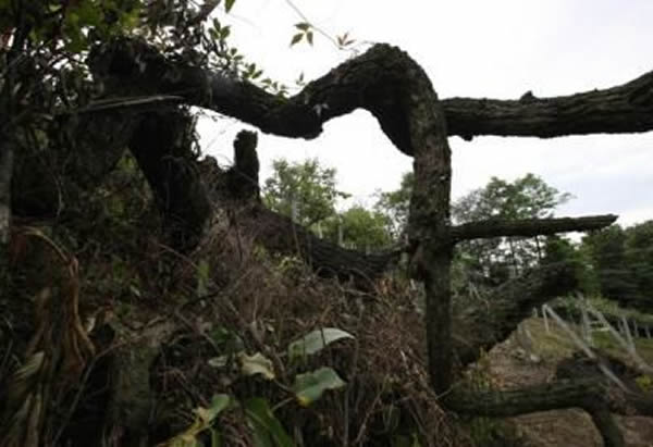 四川成都都江堰一颗千年古青冈树死亡