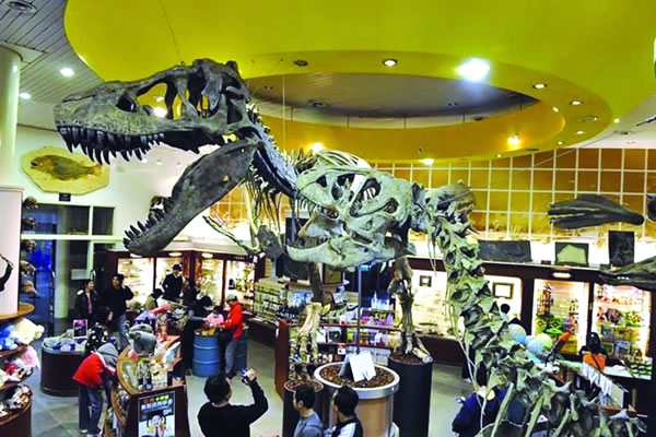 这是在昌吉恐龙馆内新疆昌吉首届恐龙化石展中即将展出的恐龙化石