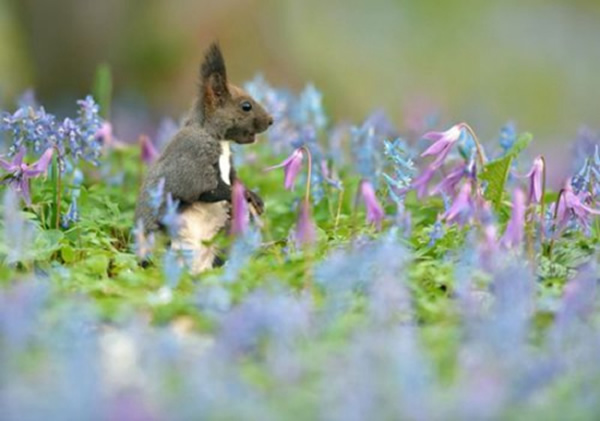 �ձ�������һֻϺ��������ʢ�����Ӻ��������������件����ʳ