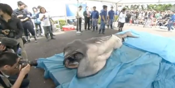 日本东海大学海洋科学博物馆公开解剖全球第58头被捕获的“巨口鲨”