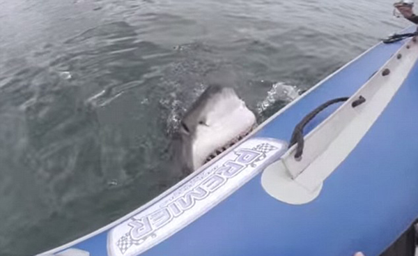南非大白鲨疯狂撕咬电影摄制组橡皮艇
