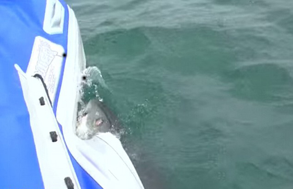 南非大白鲨疯狂撕咬电影摄制组橡皮艇