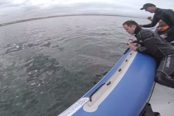 南非大白鲨疯狂撕咬电影摄制组橡皮艇