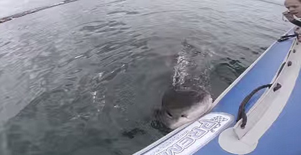 南非大白鲨疯狂撕咬电影摄制组橡皮艇