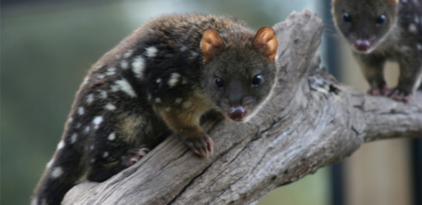 澳大利亚袋鼬鼠