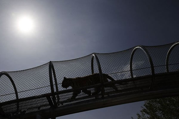 美国费城动物园打造大型猫科动物“天桥”