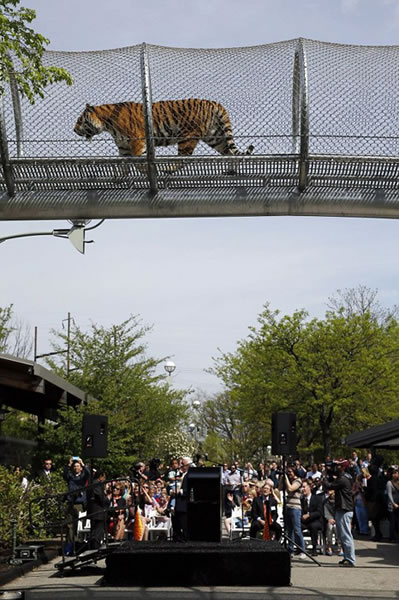 美国费城动物园打造大型猫科动物“天桥”