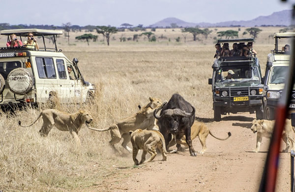 一头水牛抵挡11只狮子围攻最终逃生