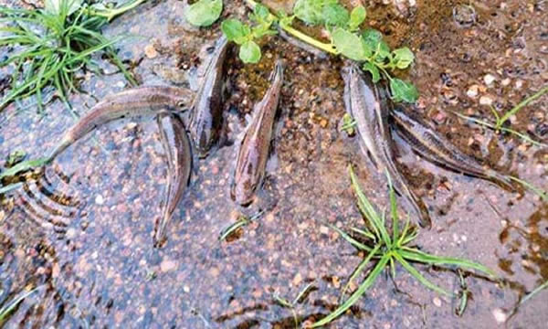 ˹��������ׯ����������������