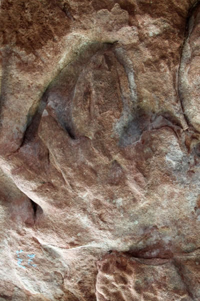 酷似人手印的恐龙足迹