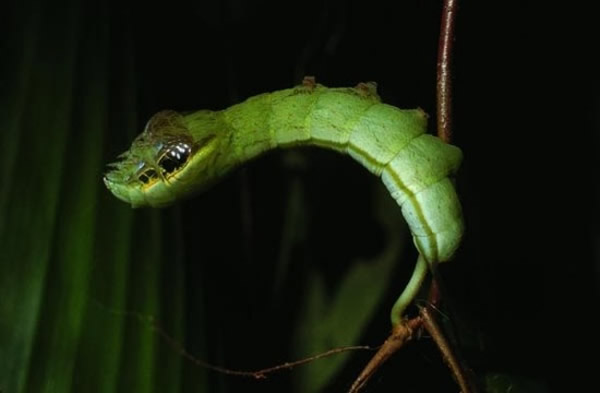 赫摩里奥普雷斯毛虫将自己伪装成蛇