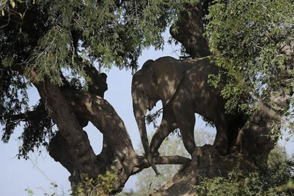 һֻ���Է������һ���޴�İ����𵱳�̤�壬�������������Ĵ�������������˰����𸽽���һ����������(���ᶹ����)��