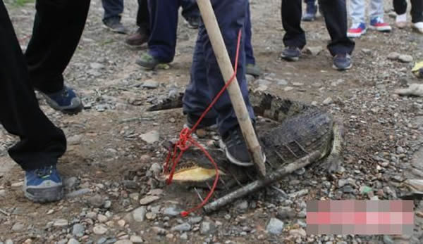 工作人员用绳子将鳄鱼的嘴绑住