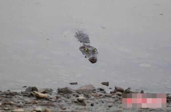 鳄鱼伏在雾凇大桥附近的水中