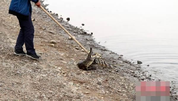 渔政人员用耙子将鳄鱼拉到岸边
