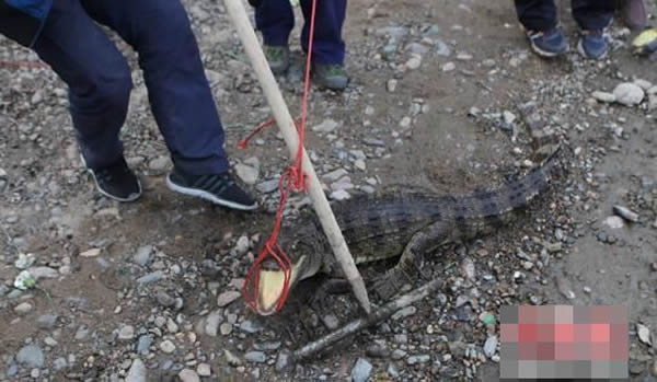 鳄鱼张开嘴巴,拼命挣扎。