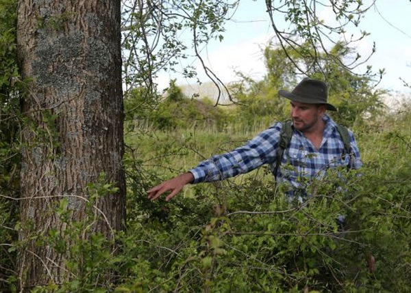 古利透过检查树干可帮助他找出方向