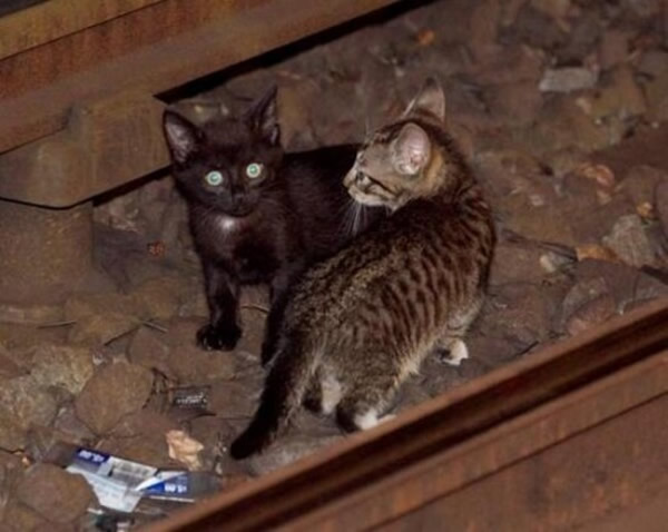 在2013年8月时,两只小猫在纽约地铁站失踪,地铁人员及警察花了很长一段时间才找到这两只小猫,地铁也停驶近2小时。