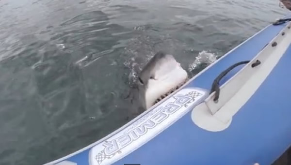 南非海岸大白鲨攻击橡皮艇