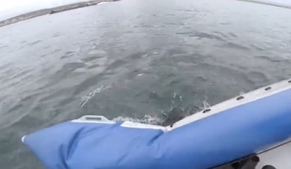 南非海岸大白鲨攻击橡皮艇