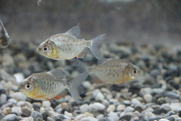 红银板和食人鱼长得很像,性情温和的它们常被误会