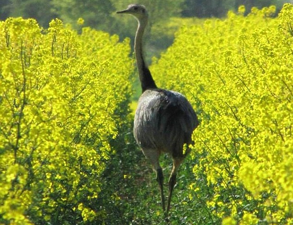 Ӣ����ֺ�������Ѻ���ɱ�Ƴ��⳦