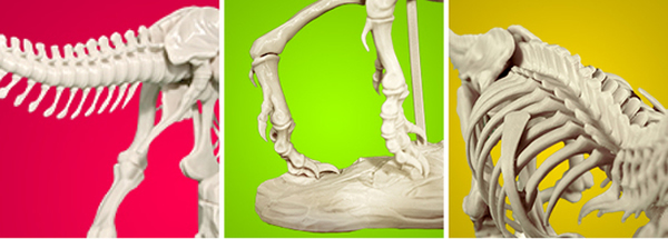 3D打印霸王龙骨架