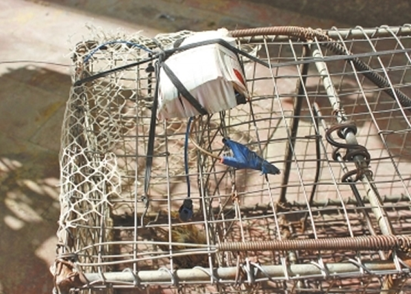 捕猫笼上有一个电击装置,还有夹子夹着一只小麻雀。