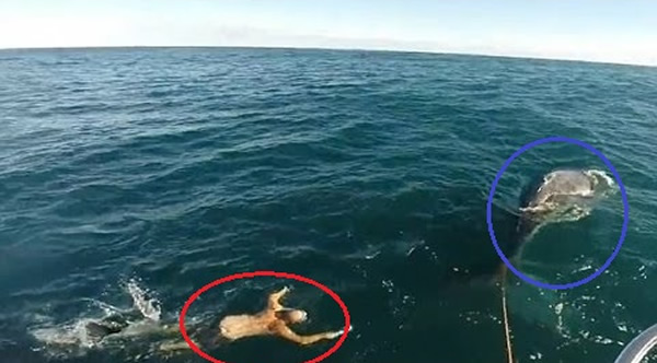 ���޸�(��Ȧ)�ν���������סβ�͵���ͷ��(��Ȧ)��Ϊ��������