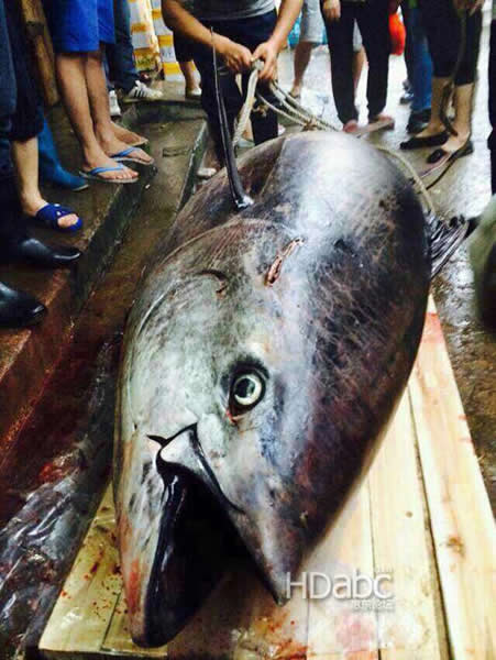 渔民在惠州惠东海域捕获一条680斤蓝鳍金枪鱼