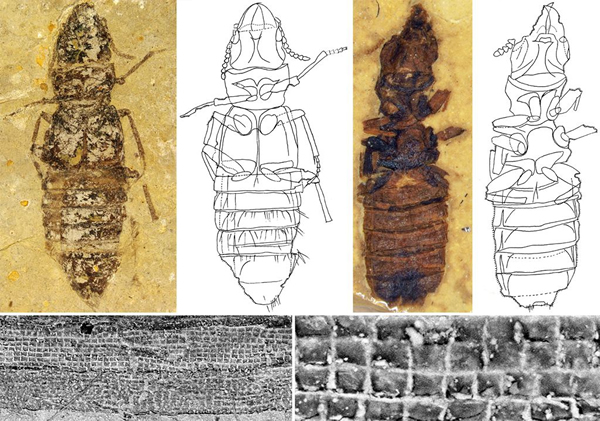 1.25亿年前隐翅虫化石将蘑菇起源时间向前推进2500万年