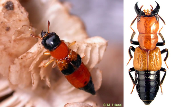 现生巨须隐翅虫