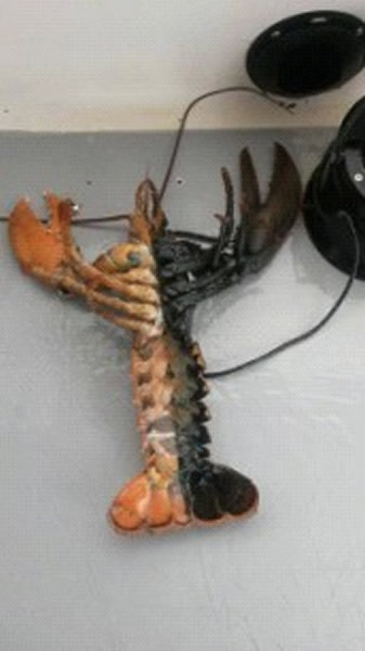 美国渔民在缅因州孟希根岛附近捕获一只罕见双色龙虾