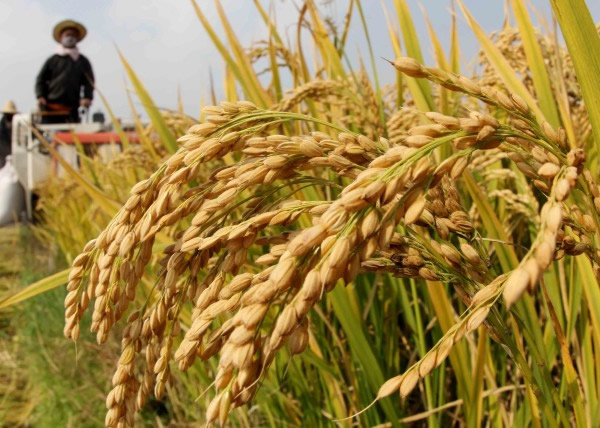 研究指水稻需要持续水源,民众需互相合作建立完善灌溉系统。