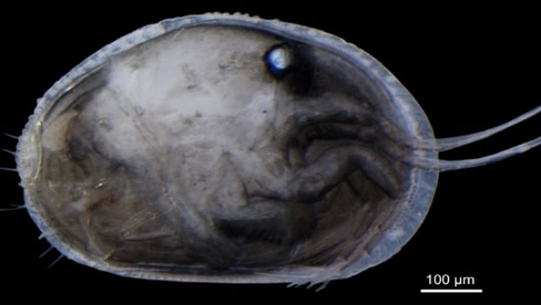 оԱͼеԶϺ໯ʯУȫϵľӻʯ