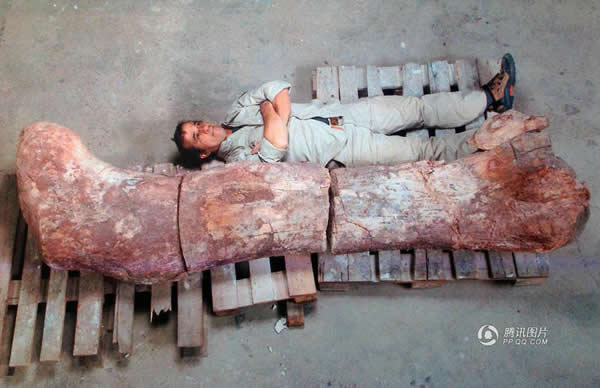 阿根廷发现迄今最大恐龙骨骼化石 南美大陆首次发现雷龙化石