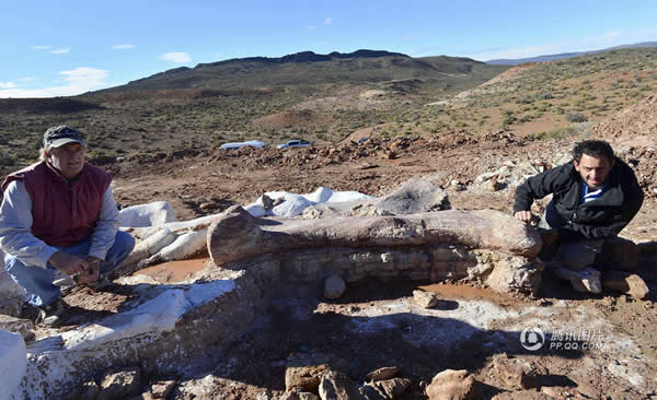 阿根廷发现迄今最大恐龙骨骼化石 南美大陆首次发现雷龙化石