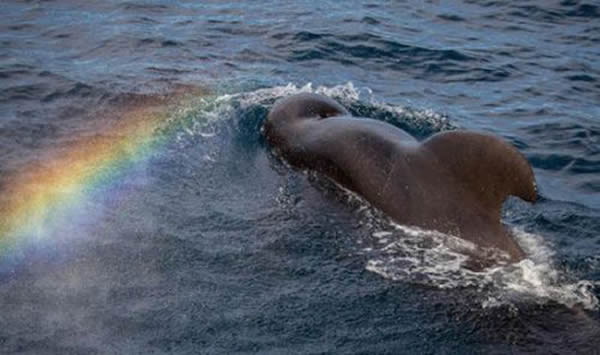 鲸鱼喷水在空中形成彩虹