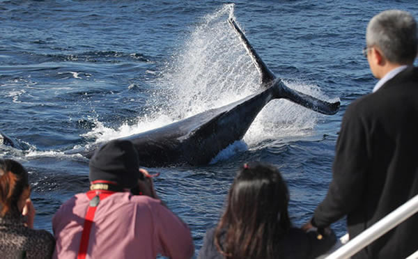 澳大利亚悉尼邦代海滩近10只座头鲸现身