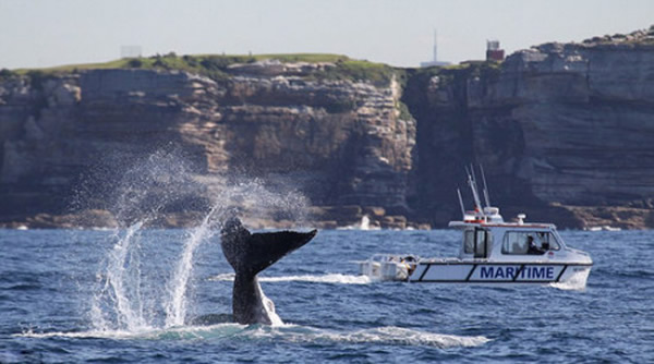 澳大利亚悉尼邦代海滩近10只座头鲸现身