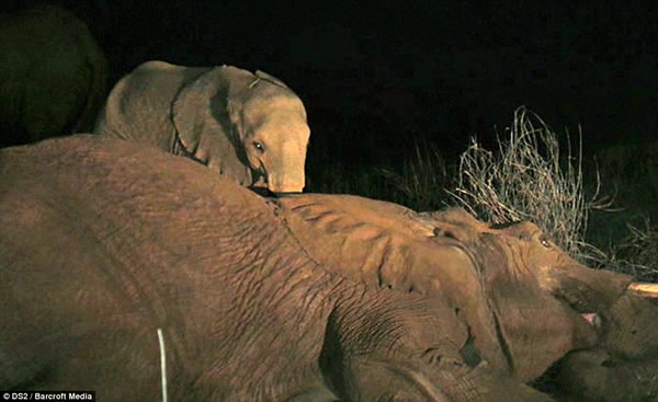 ޿ɣ³ԭСĸʬԾܲ뿪