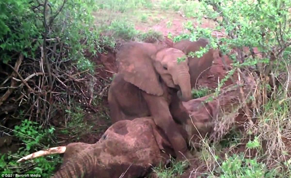 ޿ɣ³ԭСĸʬԾܲ뿪