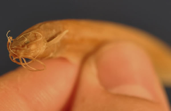 ӡ�Ⱥ���һ�ֿ��ƿƻõ�Ӱ���������ϡ������